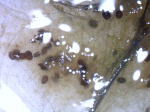 オオマリコケムシの休芽
