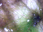 糸状体藍藻